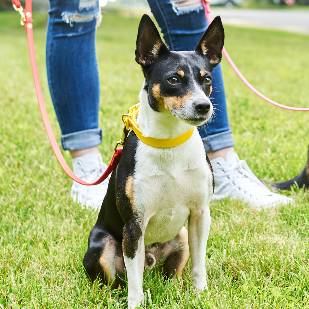 3/4" Waterproof Buckle Collar: Biothane Dog Collar with Custom Colors and Hardware