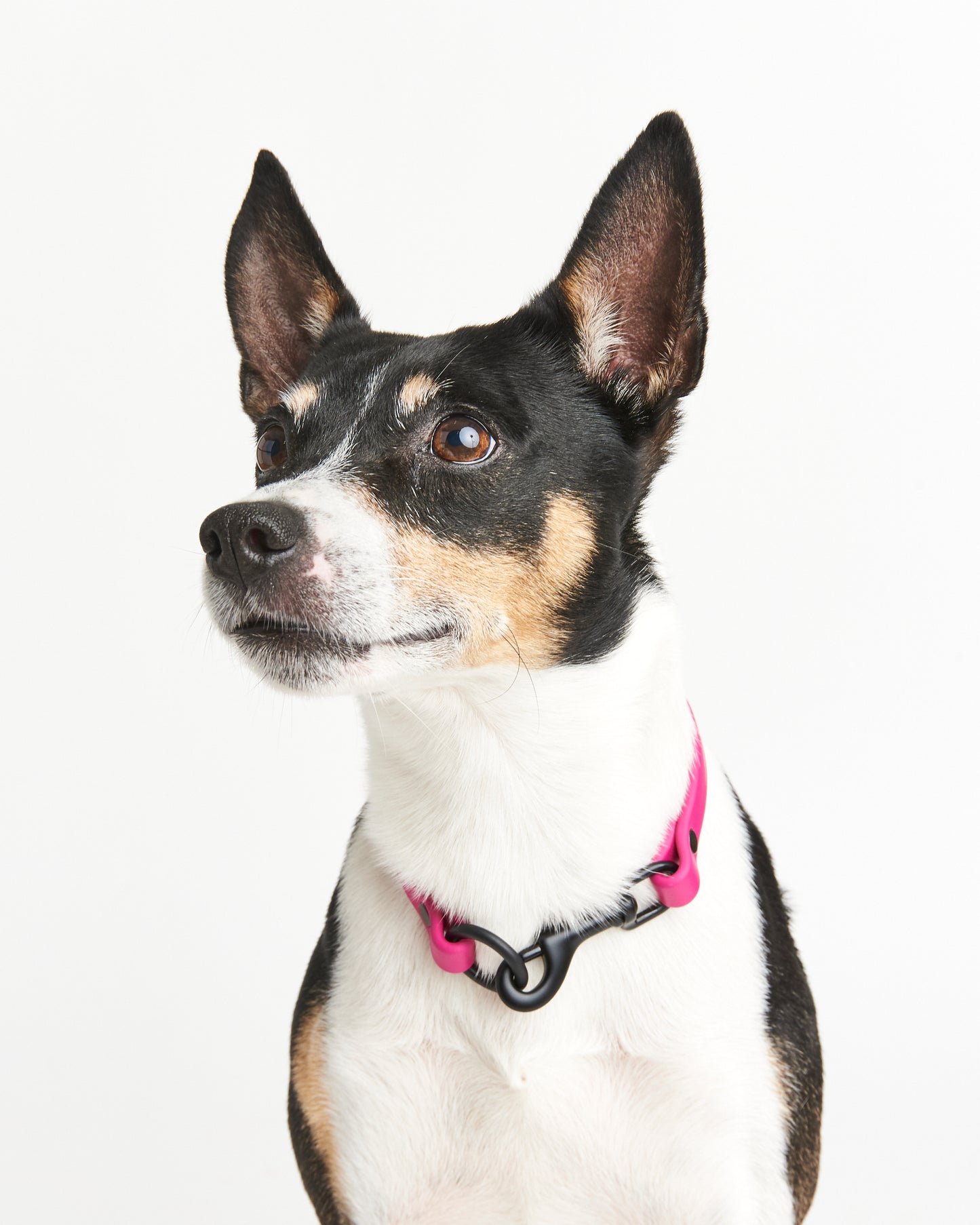 Multi-Function Waterproof Dog Collar: 1/2" Biothane Tag and Slip Collar with Custom Colors and Hardware
