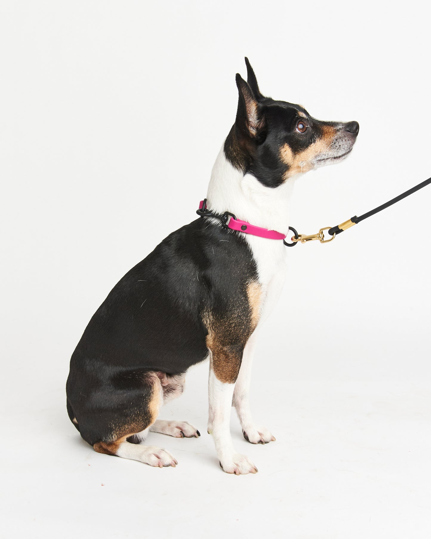 Multi-Function Waterproof Dog Collar: 1/2" Biothane Tag and Slip Collar with Custom Colors and Hardware