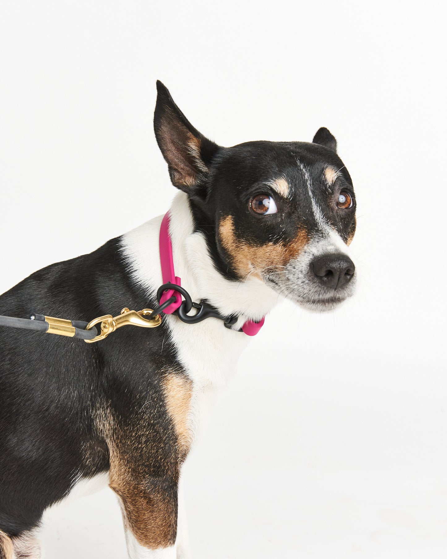 Multi-Function Waterproof Dog Collar: 1/2" Biothane Tag and Slip Collar with Custom Colors and Hardware