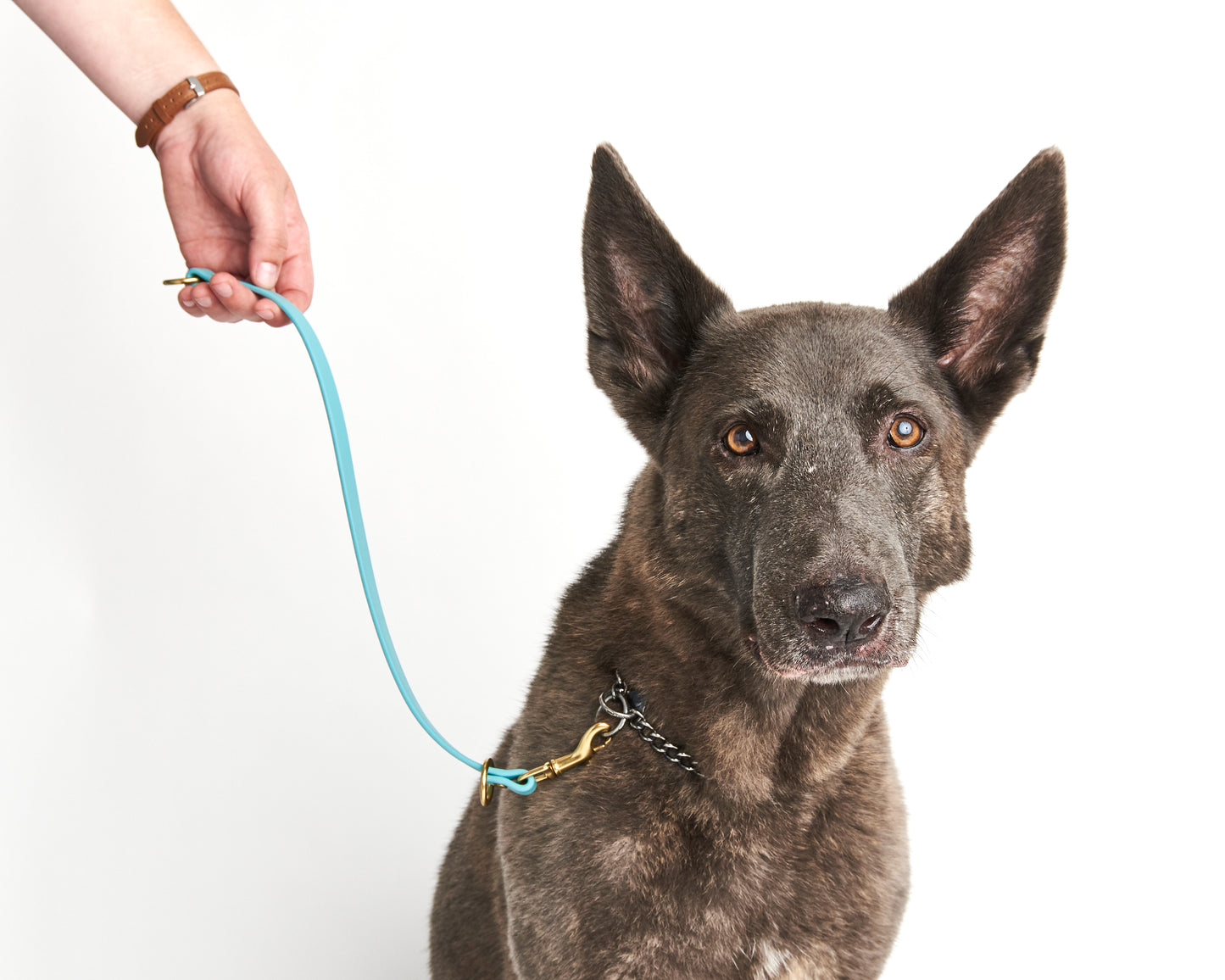 Multi-Function Waterproof Dog Collar: 1/2" Biothane Tag and Slip Collar with Custom Colors and Hardware