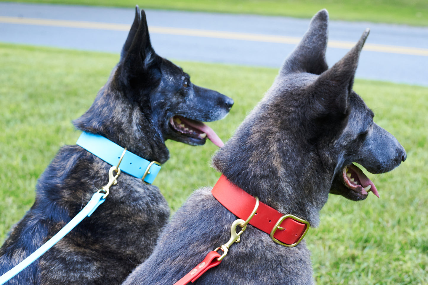 Flat Buckle Collar: 1-1/2" Waterproof Biothane with Custom Colors and Natural Brass Hardware