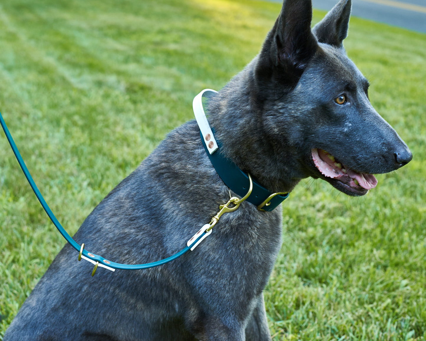Buckle Collar with Handle for dock Jumping, Fast Cat, Agitation: 1-1/2" Waterproof Biothane with Custom Colors and Natural Brass Hardware