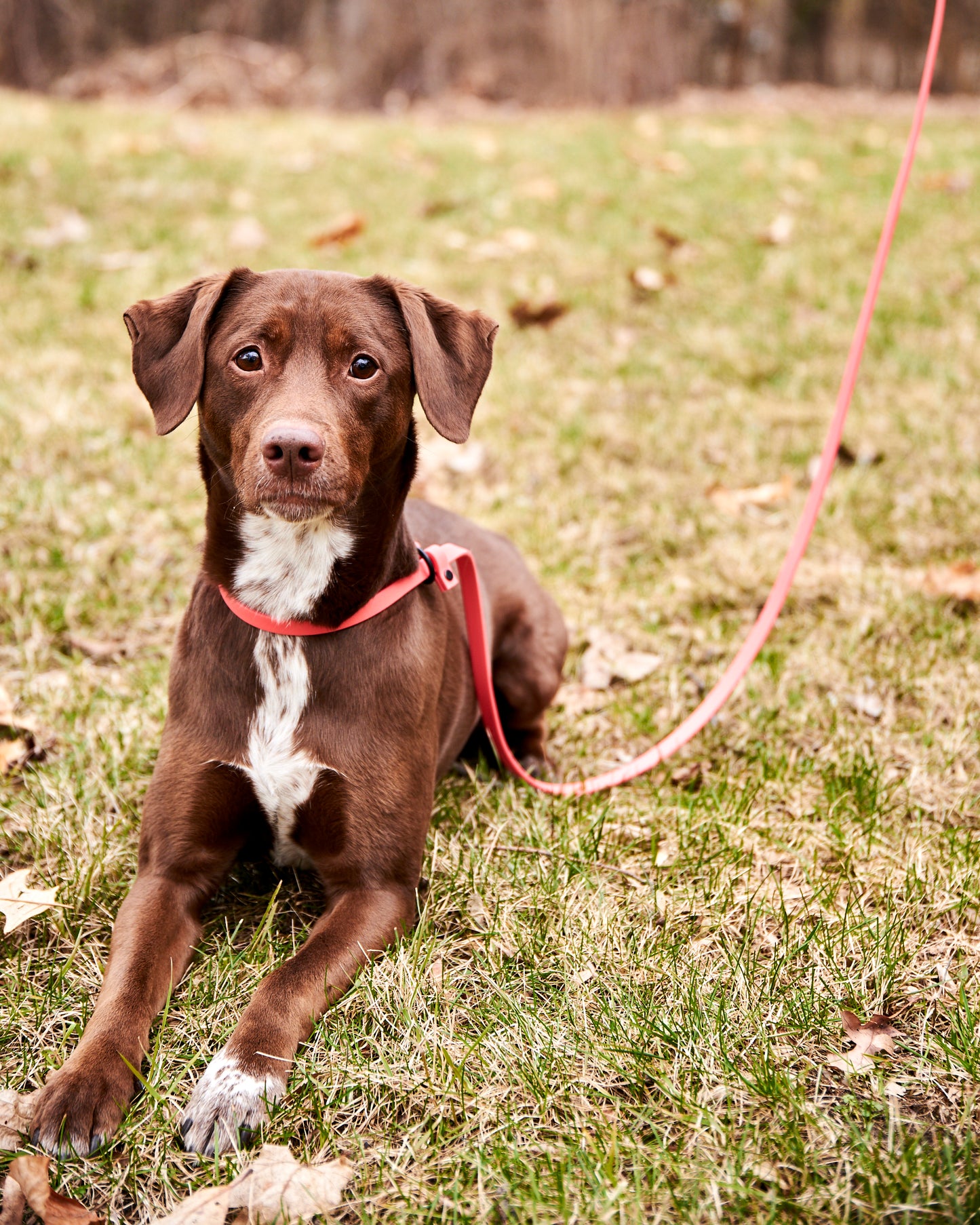 Adjustable 7 Foot Slip Leash: 1/2" Waterproof Biothane with Custom Colors and Hardware