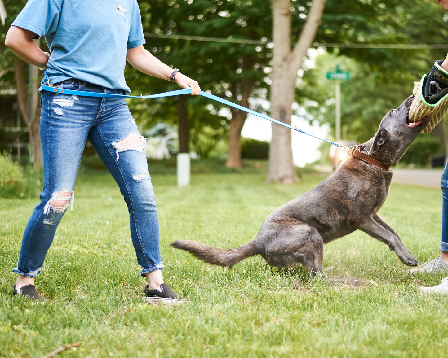 Modular Hands-Free "Police" Leash: 3/4" Waterproof Biothane with Custom Colors and Natural Brass Hardware