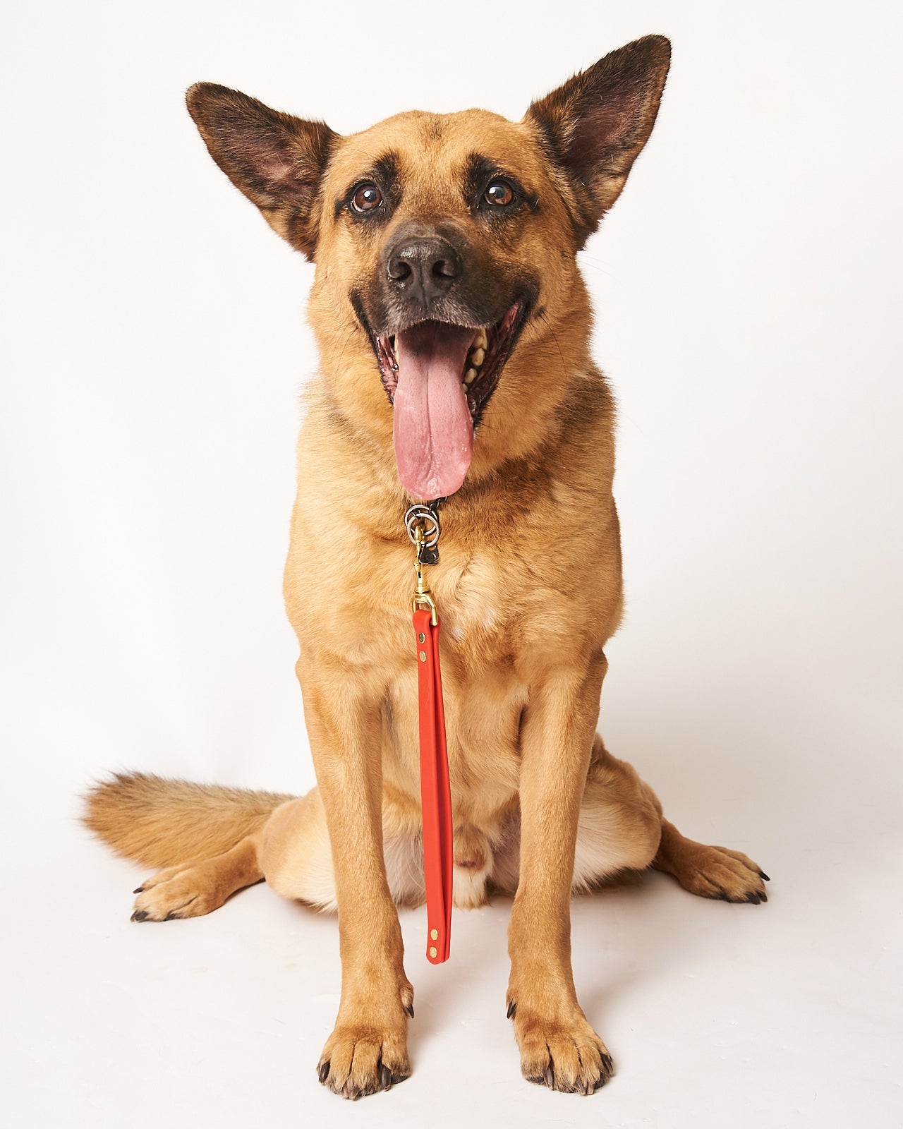 Flat-Loop Dog Training Tab: 3/4" Waterproof Biothane with Natural Brass Hardware