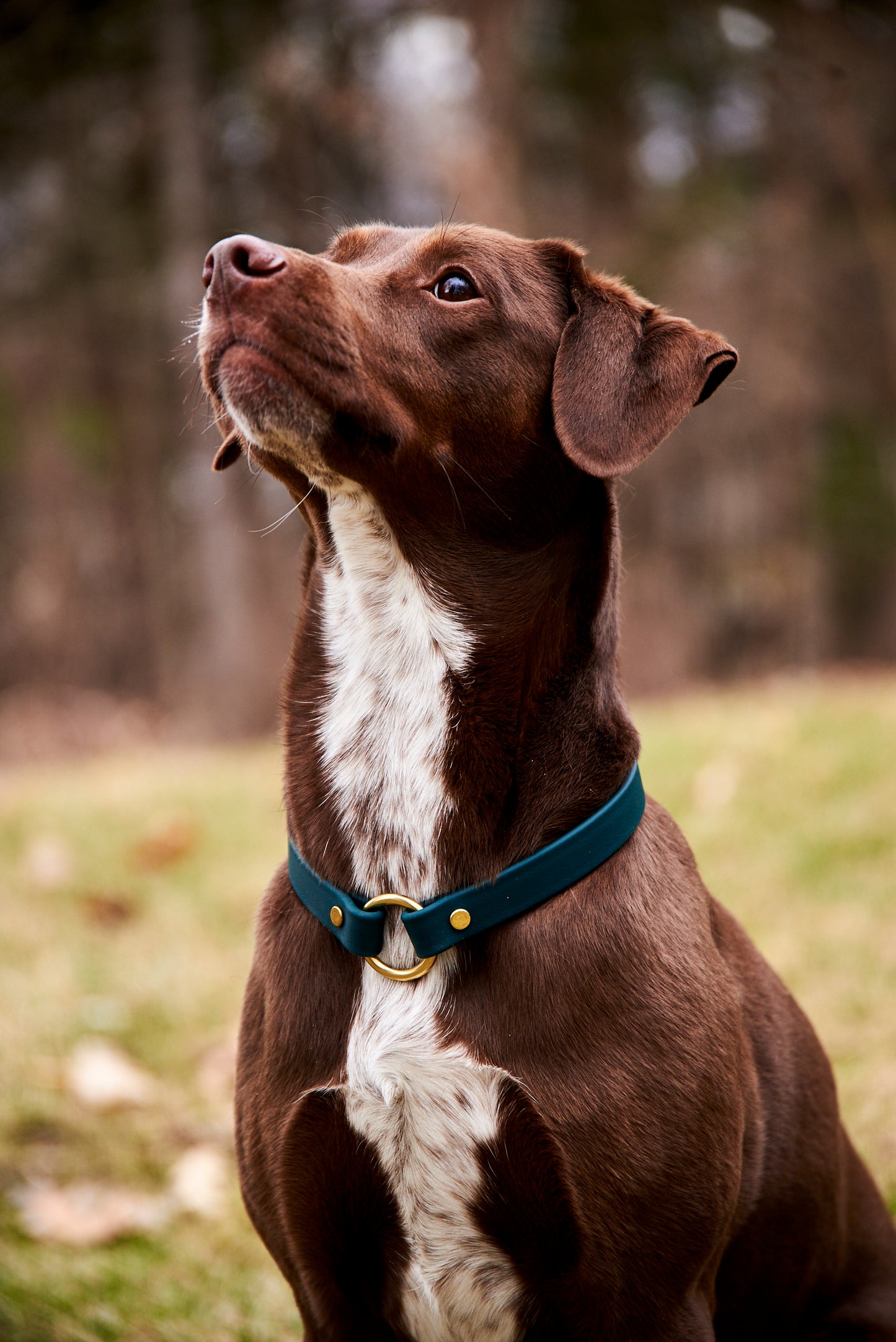 Slip-On ID Tag Collar: 3/4" Waterproof Biothane with Natural Brass Hardware
