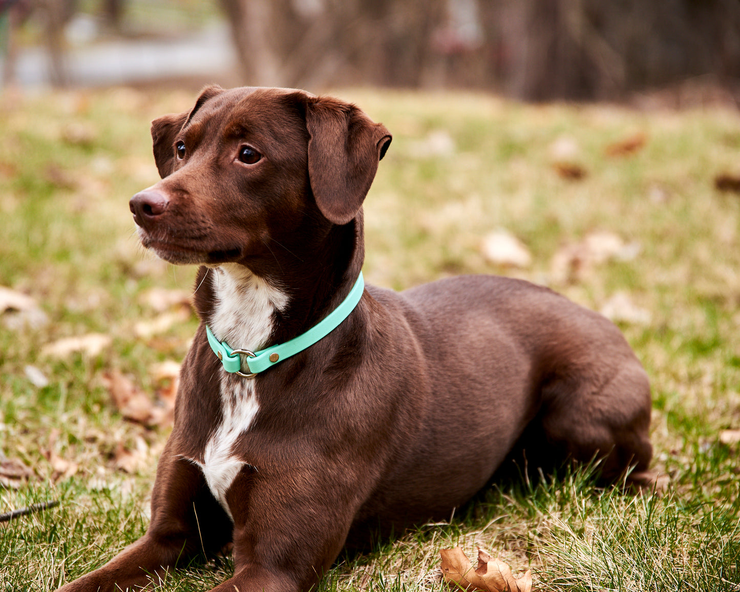 Slip-On ID Tag Collar: 1/2" Waterproof Biothane with Nickel Hardware