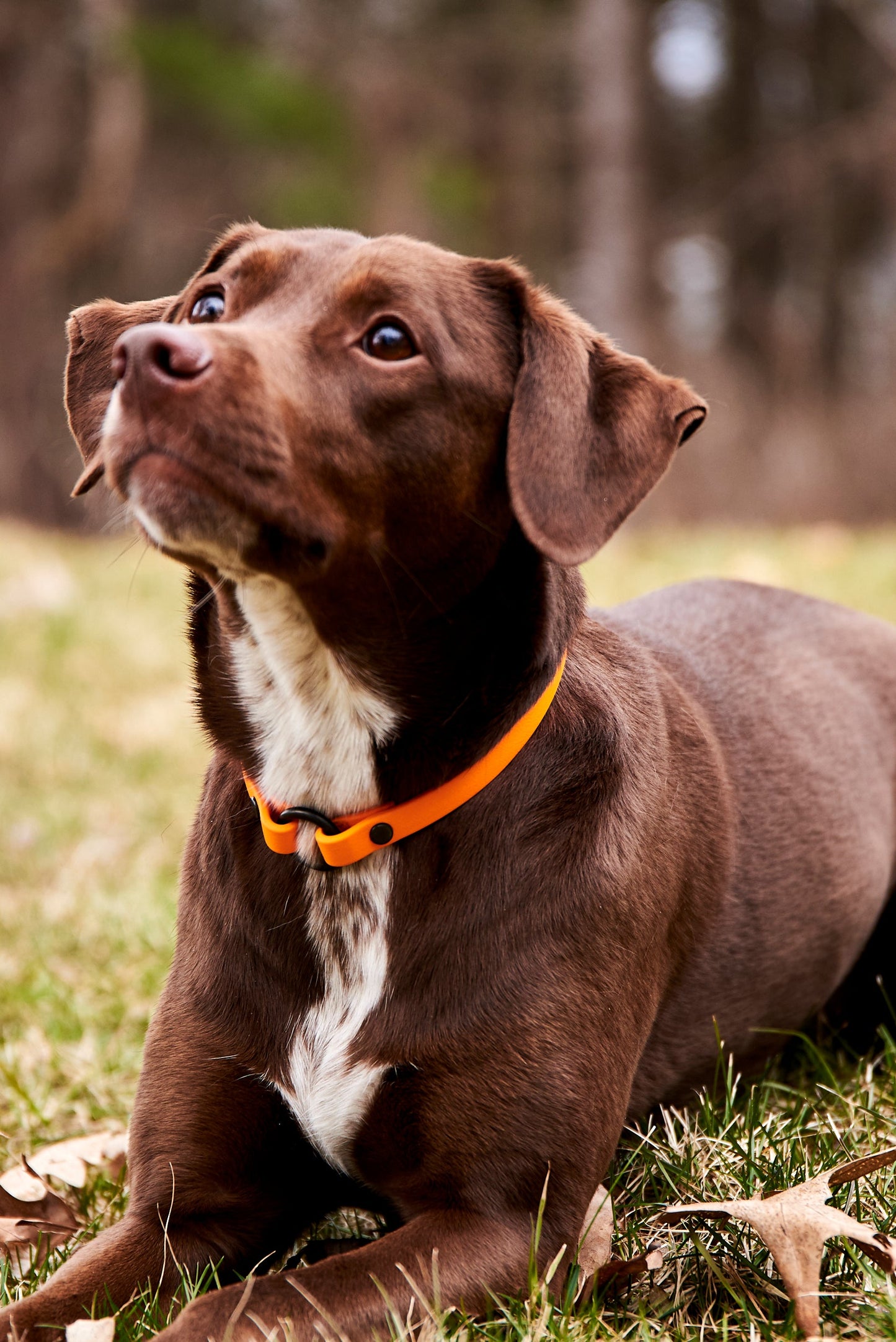 Slip-On ID Tag Collar: 1/2" Waterproof Biothane with Matte Black Hardware
