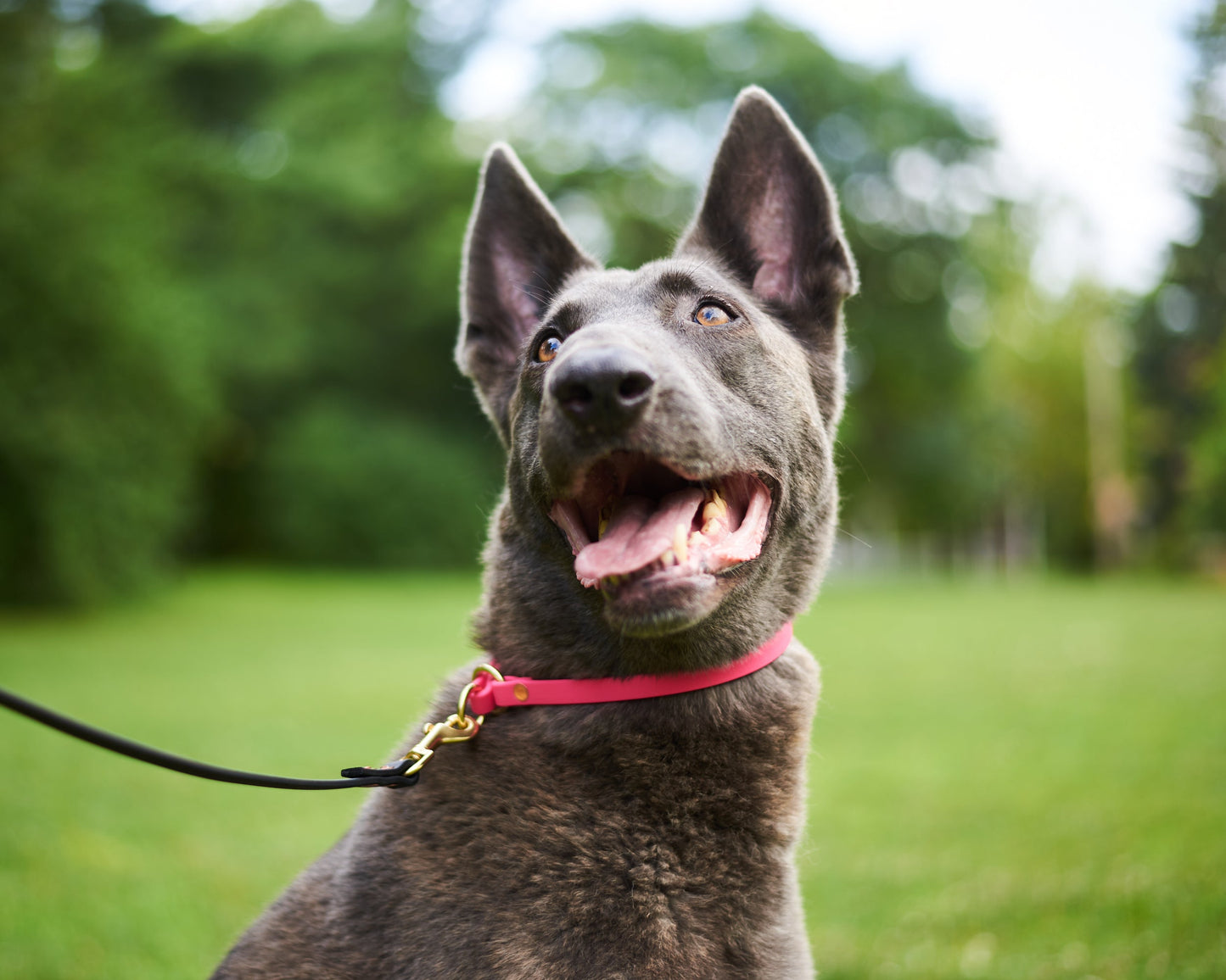 Slip Training Collar: 1/2" Waterproof Biothane with Matte Black Hardware