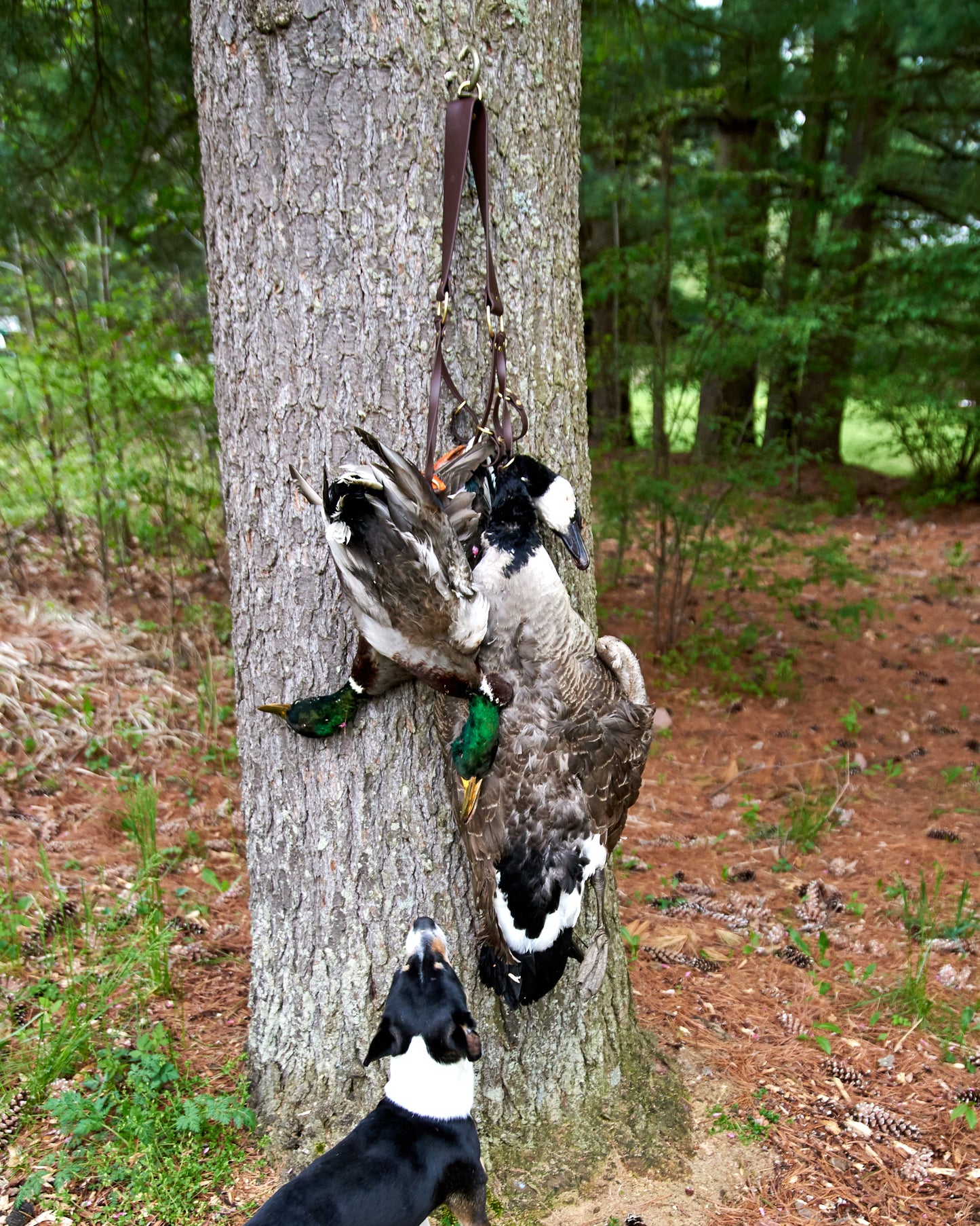 Game Tote Sling: Biothane Shoulder Strap with Solid Brass Hardware for Birds or Antlers - Holds 6