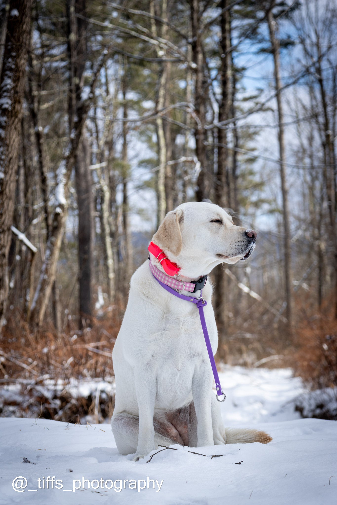 "Perfect Fit" Puppy Slip Training Collar: 1/2" Waterproof Biothane with Nickel Hardware