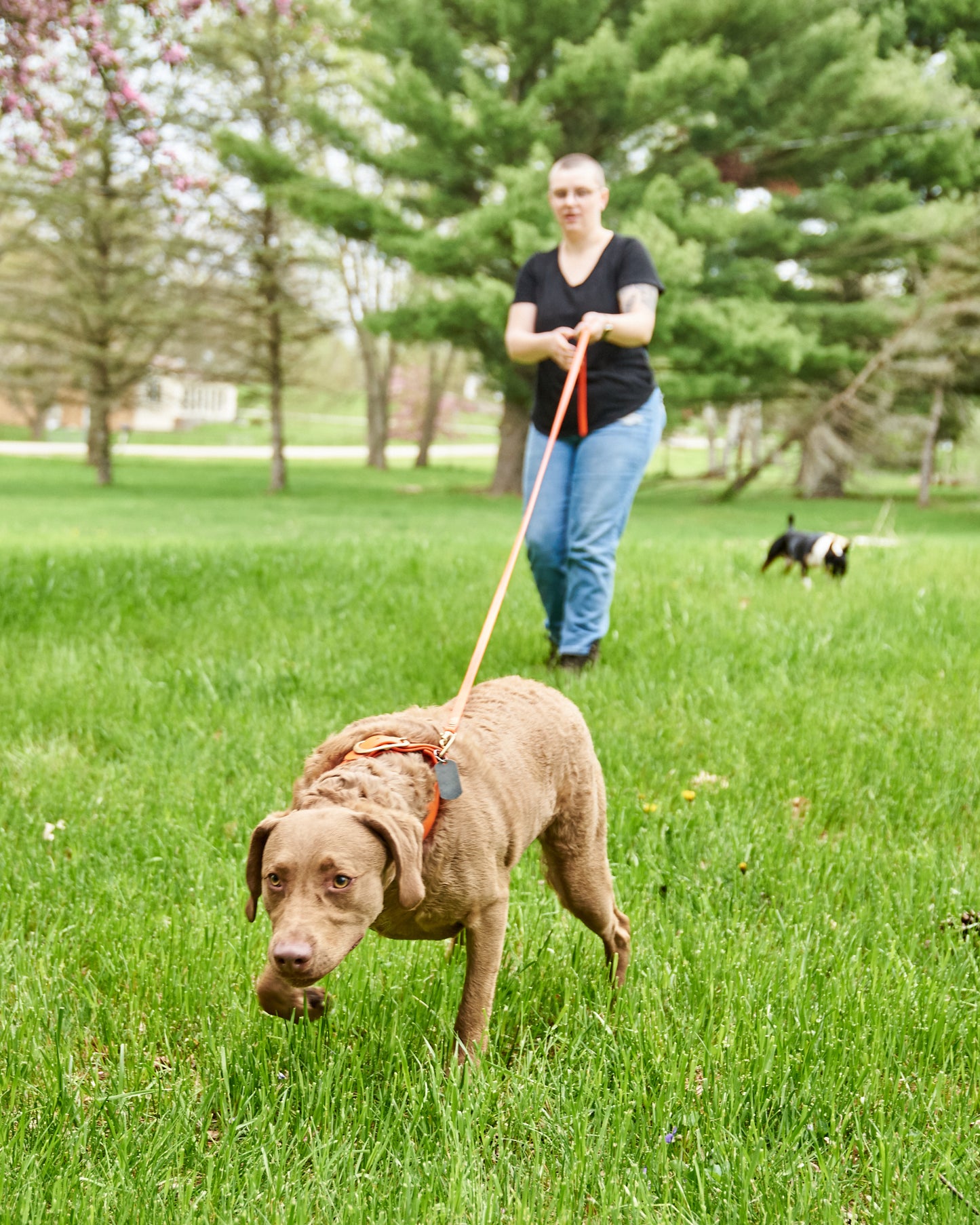 1/2" Waterproof Long Line: Biothane Tracking Drag Leash with Solid Brass Hardware and Custom Colors