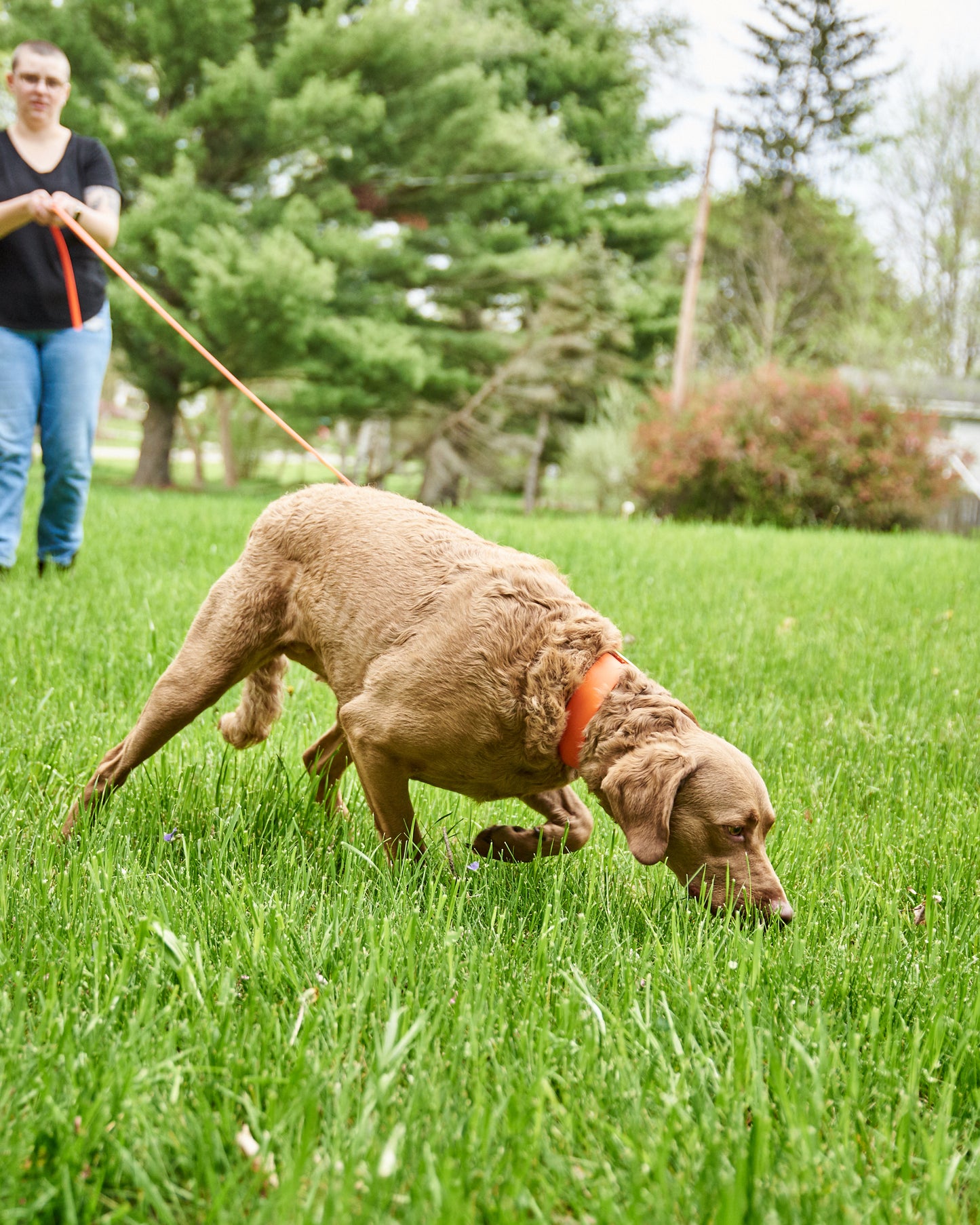 1/2" Waterproof Long Line: Biothane Tracking Drag Leash with Solid Brass Hardware and Custom Colors