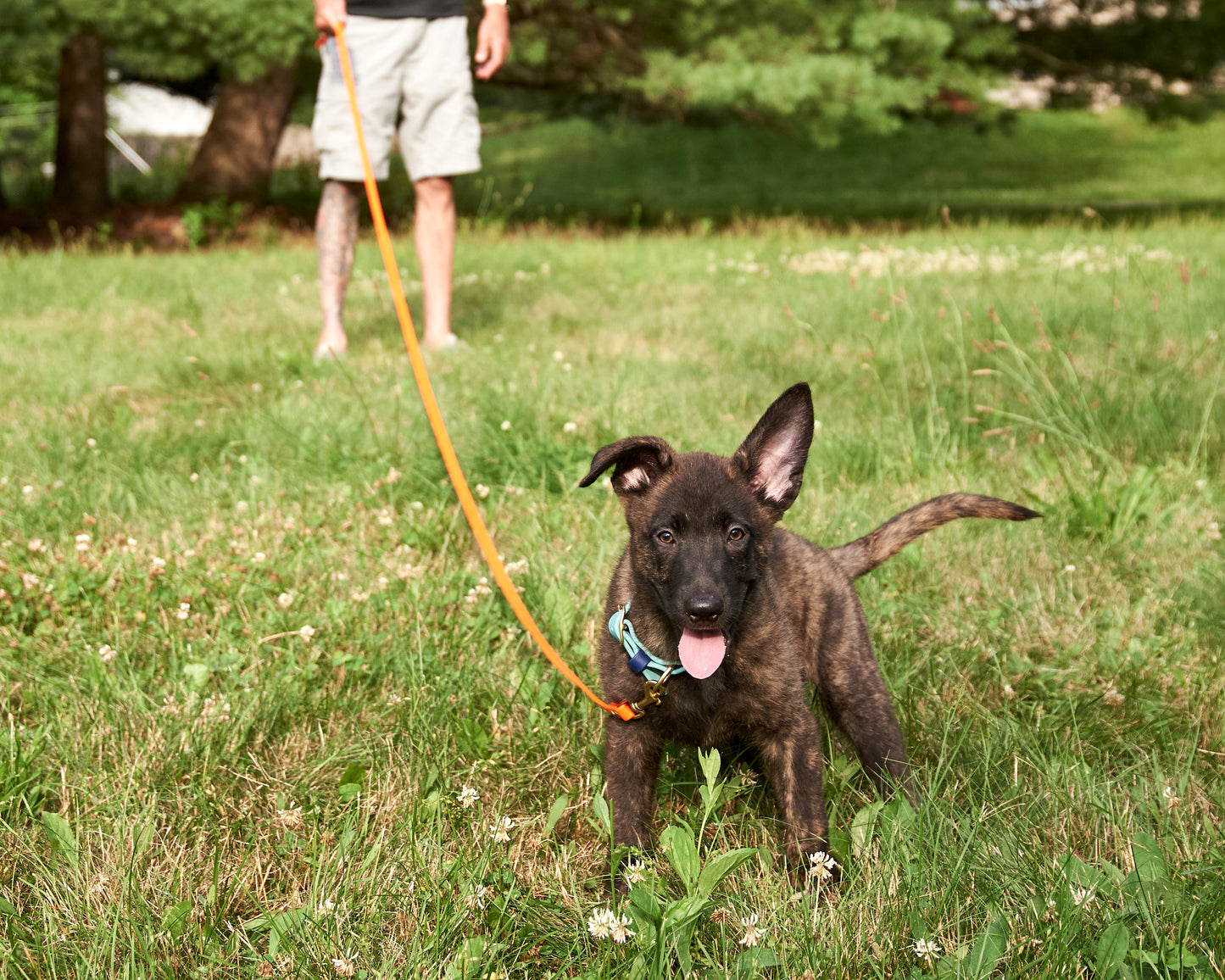 1/2" Waterproof Long Line: Biothane Tracking Drag Leash with Solid Brass Hardware and Custom Colors