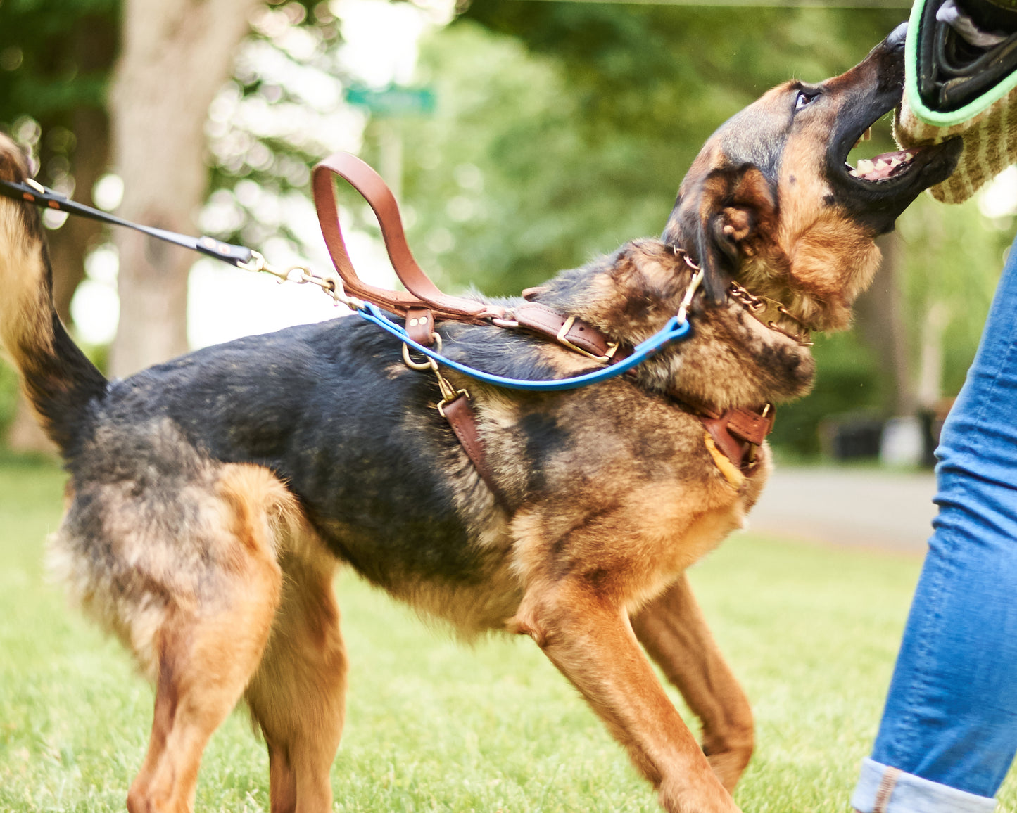 Double Snap Dog Training Tab: 3/4" Waterproof Biothane with Natural Brass Hardware