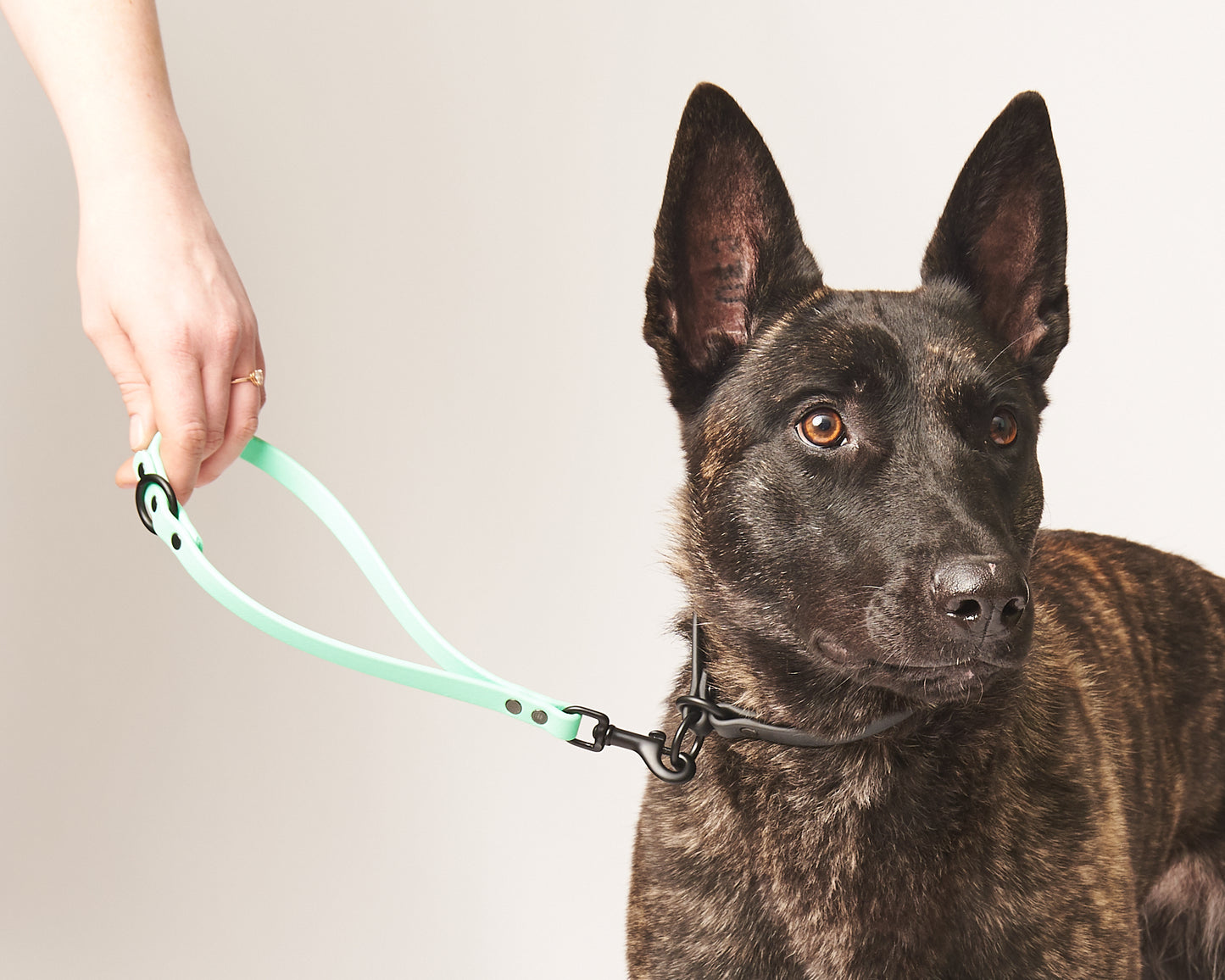 Traffic Loop Dog Training Tab and Leash Extender: 1/2" Waterproof Biothane with Custom Colors and Hardware