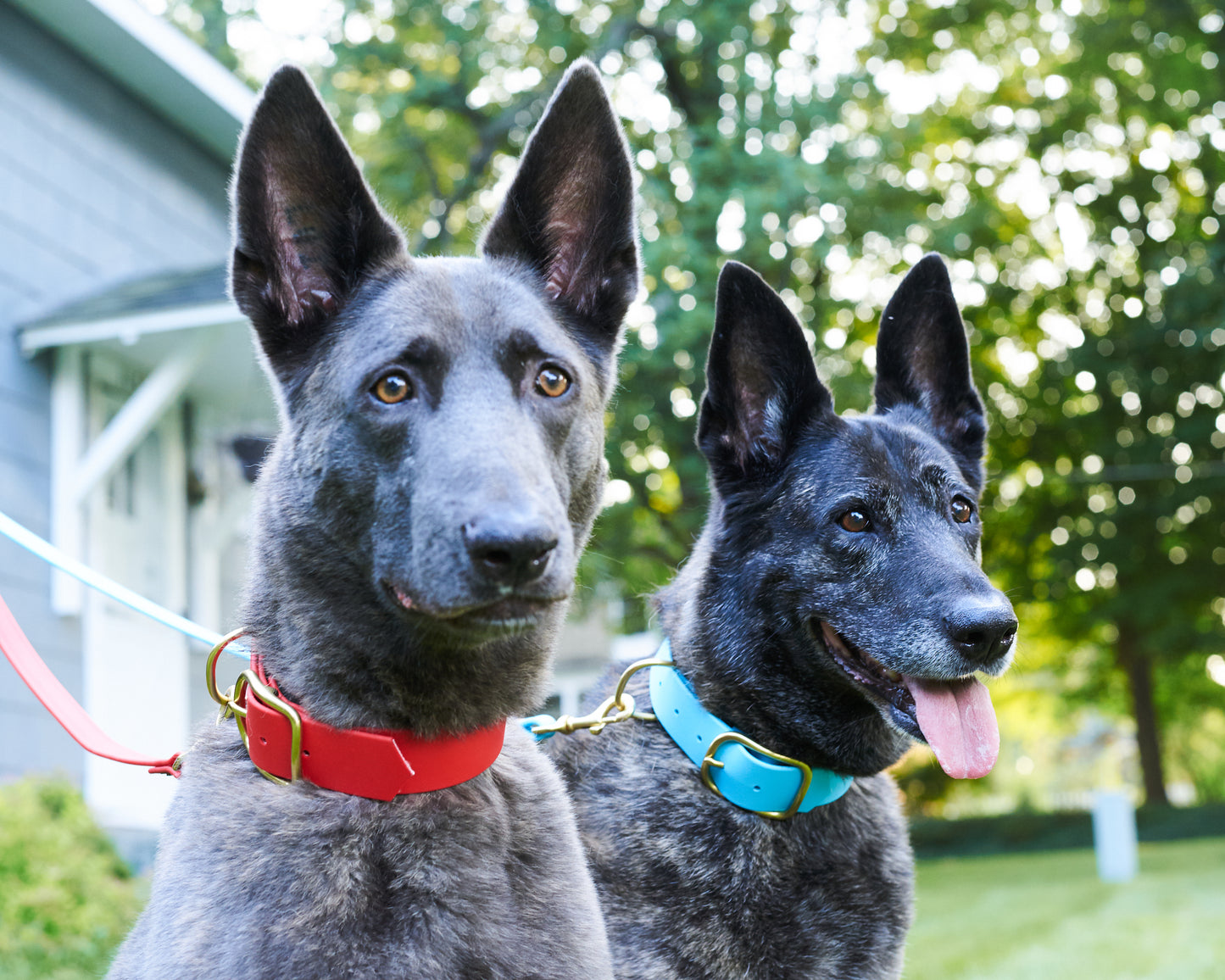 Flat Buckle Collar: 1-1/2" Waterproof Biothane with Custom Colors and Natural Brass Hardware