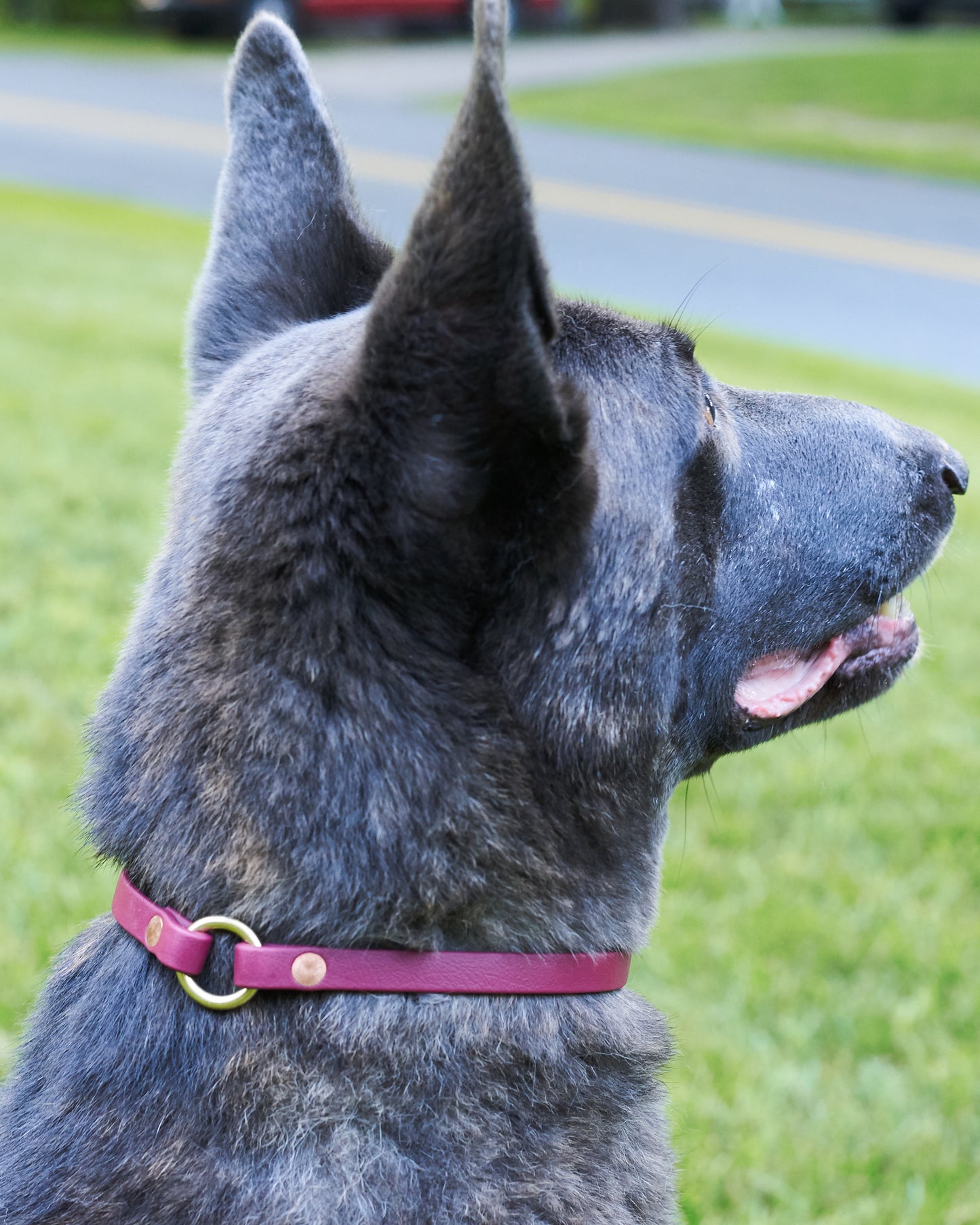 Slip-On ID Tag Collar: 1/2" Waterproof Biothane with Natural Brass Hardware