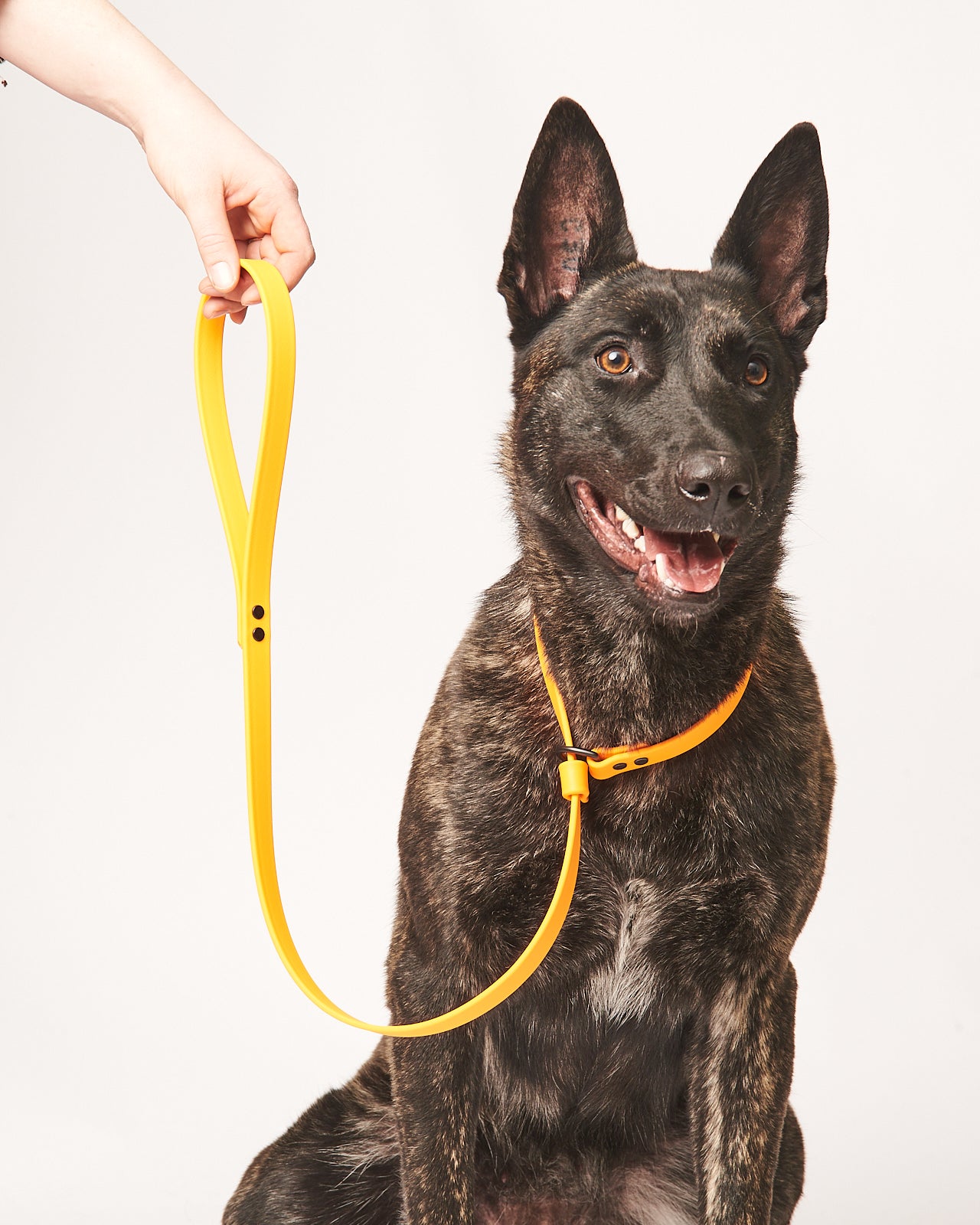 Adjustable 4 Foot Slip Leash: 3/4" Waterproof Biothane with Custom Colors and Hardware