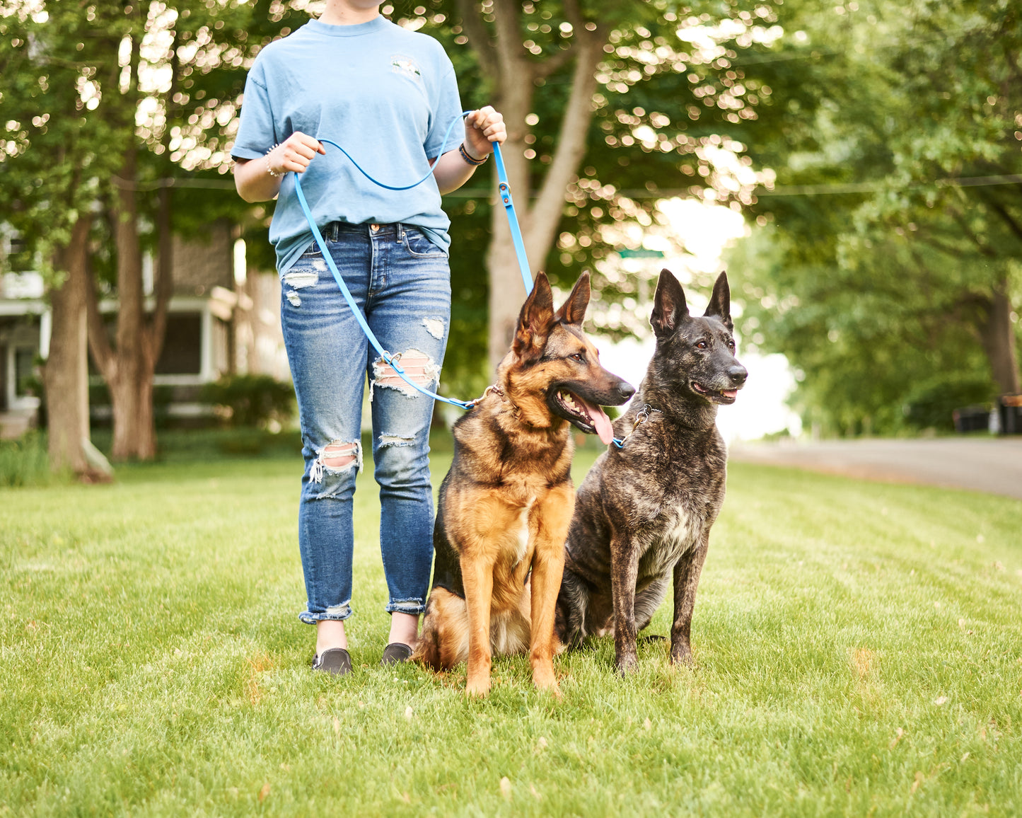 Modular Hands-Free "Police" Leash:  3/4" Waterproof Biothane with Custom Colors and Natural Brass Hardware