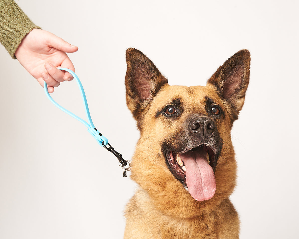 Loopables Dog Open Loop Dog Training Tab: 1/2
