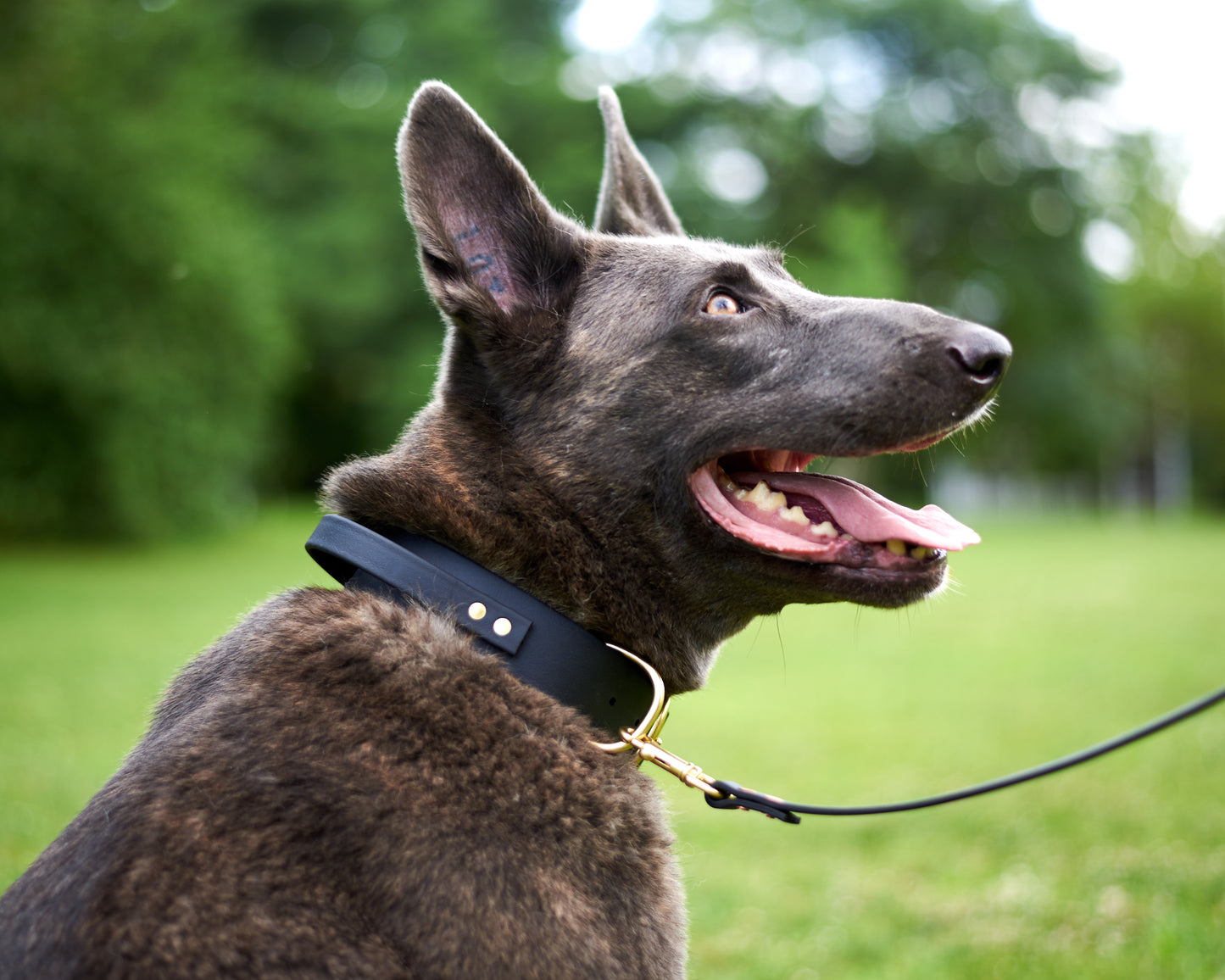 Buckle Collar with Handle for dock Jumping, Fast Cat, Agitation: 1-1/2" Waterproof Biothane with Custom Colors and Natural Brass Hardware