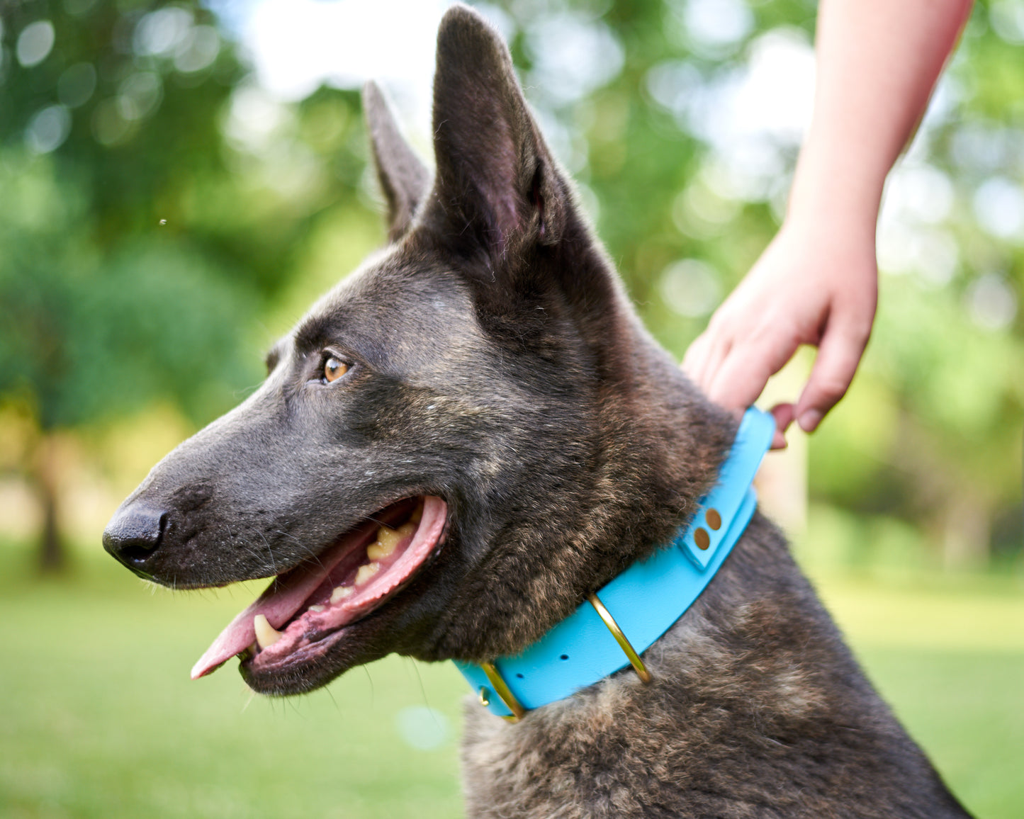 Buckle Collar with Handle for dock Jumping, Fast Cat, Agitation: 1-1/2" Waterproof Biothane with Custom Colors and Natural Brass Hardware