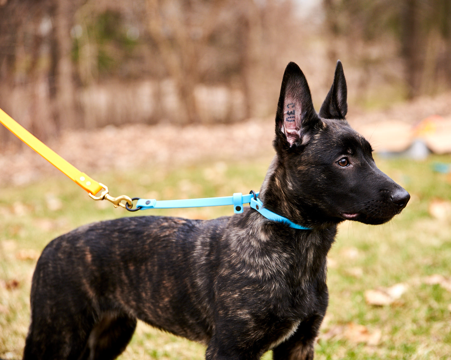 "Perfect Fit" Puppy Slip Training Collar: 1/2" Waterproof Biothane with Nickel Hardware