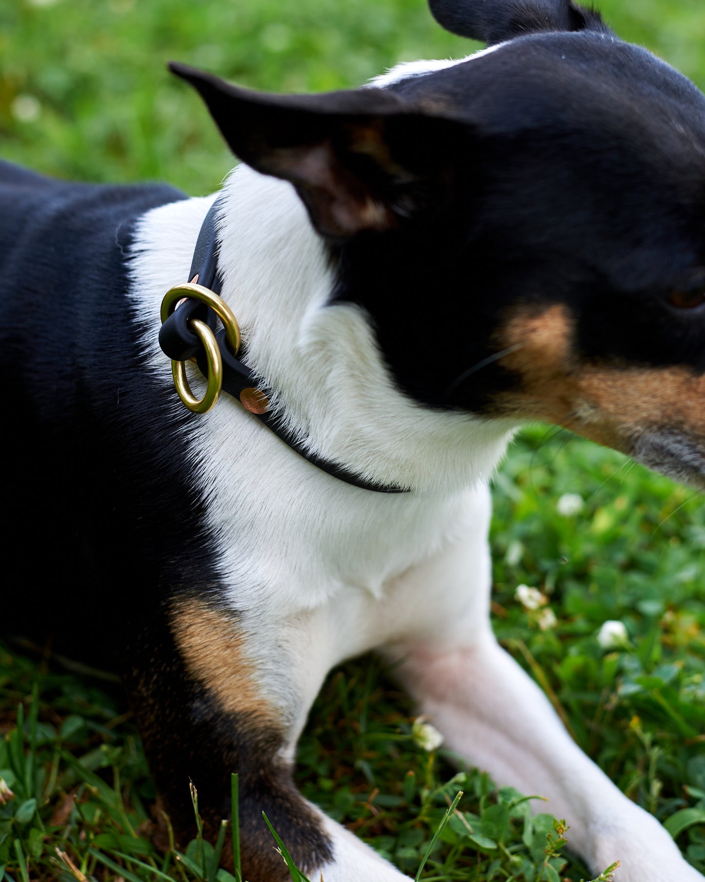 Slip Training Collar: 1/2" Waterproof Biothane with Nickel Hardware