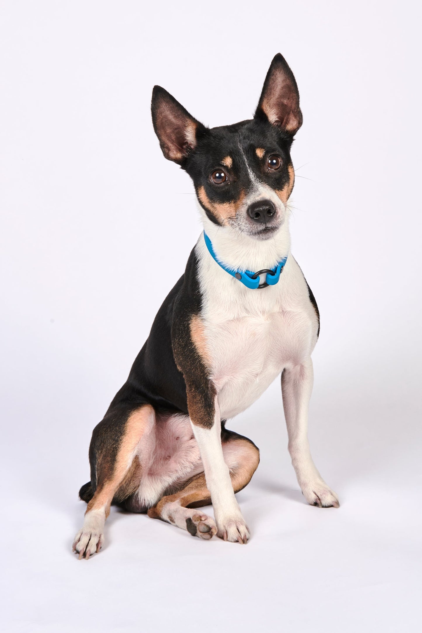Slip-On ID Tag Collar: 1/2" Waterproof Biothane with Matte Black Hardware